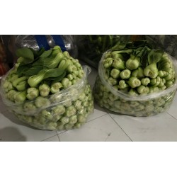 批发优质新鲜小油菜 北京本地生产（中颗大小，当天采摘，无虫眼） 10斤 20斤 30斤/包等不同包装均有 质优价廉图4