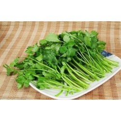 批发优质新鲜香菜 1斤/包 2斤/包 3斤/包 6斤/包均有图3