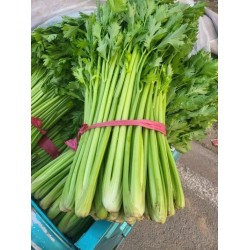 批发优质新鲜芹菜 10斤/包 20斤/包 30斤/包均有图3