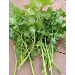 批发优质新鲜香菜 1斤/包 2斤/包 3斤/包 6斤/包均有图2