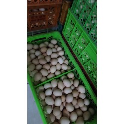 批发粉皮鸡蛋（中号）净重30斤图2