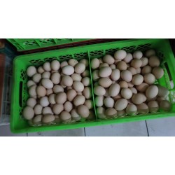 批发粉皮鸡蛋（中号）净重30斤图3