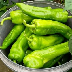 精品新鲜薄皮尖椒 3.0/斤起订 北京同城配送图2