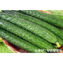 批发精品新鲜黄瓜 20斤起订