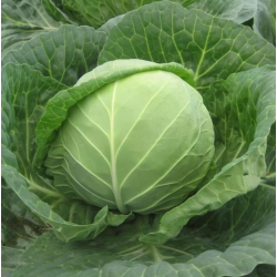 零售优质松散型新鲜圆白菜 北京同城订单合计金额满30元以上免费配送图3