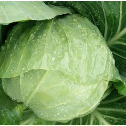零售优质松散型新鲜圆白菜 北京同城订单合计金额满30元以上免费配送图4