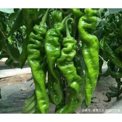 批发优质新鲜螺丝椒 大于20斤5.0/斤 大于30斤4.9/斤 北京同城免费配送图2