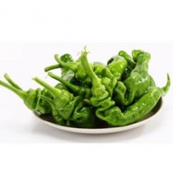 零售优质新鲜螺丝椒  北京同城订单金额满30元以上免费配送