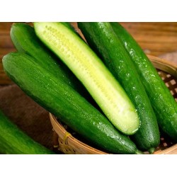 批发普通包装长条黄瓜 大于20斤3.5/斤  大于30斤/3.4/斤 北京同城免费配送图2