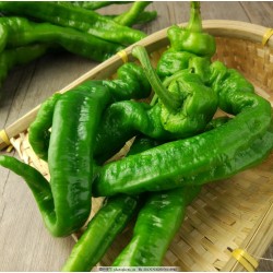 批发优质新鲜螺丝椒 大于20斤5.0/斤 大于30斤4.8/斤 北京同城免费配送图4