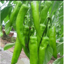 批发优质薄皮直条尖椒 大于30斤3.3/斤 北京同城免费配送图2